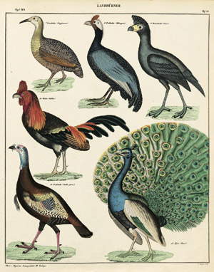 Lot 422, Auction  103, Oken, Lorenz, Abbildungen zu Oken's Naturgeschichte