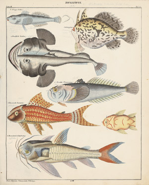 Lot 551, Auction  108, Oken, Lorenz, Allgemeine Naturgeschichte für alle Stände