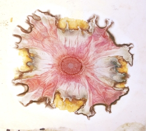 Los 352 - Runge, Friedrich Ferdinand - Der Bildungstrieb der Stoffe - 6 - thumb