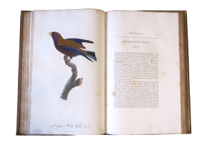 Los 372 - Levaillant, François - Histoire naturelle des oiseaux. Paris 1801-1818 - 18 - thumb