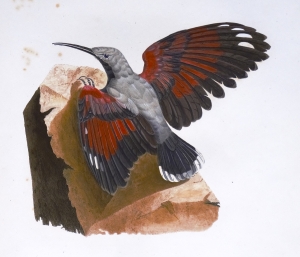 Los 372 - Levaillant, François - Histoire naturelle des oiseaux. Paris 1801-1818 - 20 - thumb
