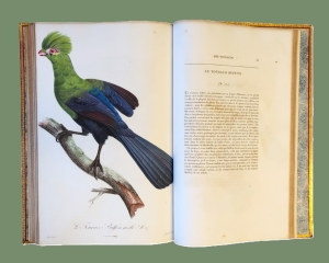 Los 372 - Levaillant, François - Histoire naturelle des oiseaux. Paris 1801-1818 - 26 - thumb