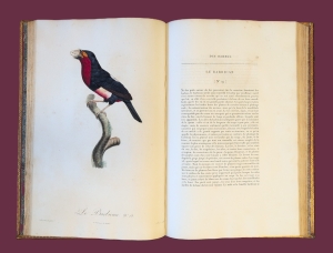 Los 372 - Levaillant, François - Histoire naturelle des oiseaux. Paris 1801-1818 - 27 - thumb