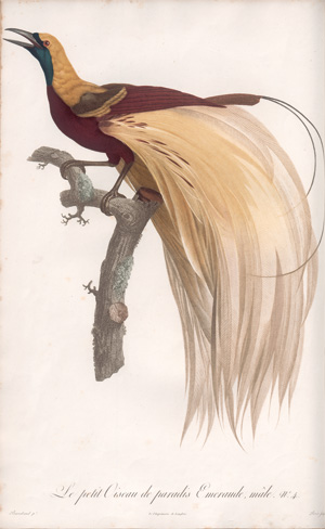 Levaillant, François, Histoire naturelle des oiseaux. Paris 1801-1818