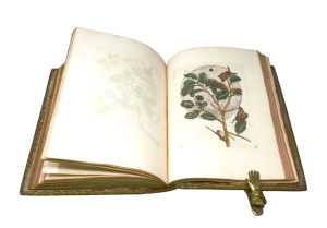 Los 374 - Merian, Maria Sibylla - Erucarum ortus - 14 - thumb