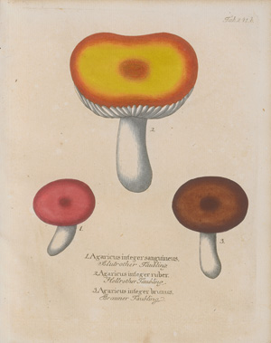 Los 386 - Vietz, Ferdinand Bernhard - Icones plantarum - 5 - thumb