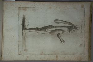 Los 1269 - Schmuck, Friedrich Wilhelm - Fasciculus admirandorum naturae - 11 - thumb