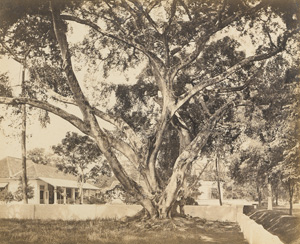 Los 4064 - Java - Views of Java - 1 - thumb