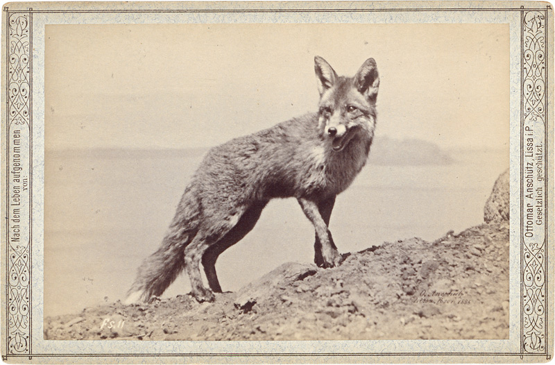 Lot 4009, Auction 126, Anschütz, Ottomar, Animal studies