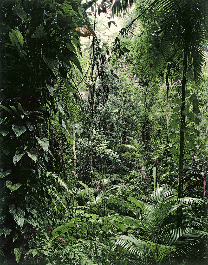 Lot 4231, Auction 126, Struth, Thomas, "Paradies" series