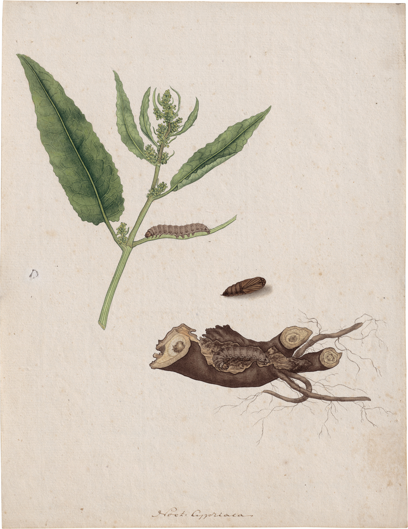 Lot 6607, Auction 126, Sepp, Jan Christian, "Noct. Cypriaca": Raupe einer Saateule in einer Wurzel