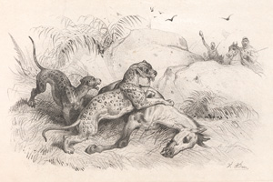 Lot 45, Auction  127, Castillon, M und Adam, Victor, Chasses en Afrique