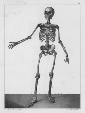 Lot 304, Auction  127, Bourgery, Jean Marc, Traité complet de l'anatomie de l'homme