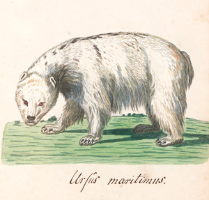 Lot 360, Auction  127, Säugetiere, Privates Zeichenbuch mit 121 kolorierten Zeichnungen auf Tafeln