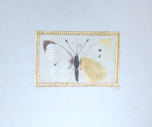 Los 362 - Spätbiedermeierliche Sammlung von ca. 135  aquarellierten Naturselbstdrucken - von verschiedenen Schmetterlingen und Motten - 5 - thumb